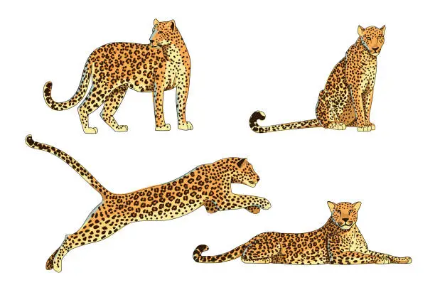 Vector illustration of Set of different poses of a leopard, jaguar or cheetah. The predator lies, sits. jumps and stands. African animals in cartoon style. Vector illustration isolated on white background.