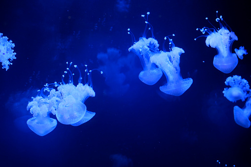 Slow motion Lion's mane jellyfish Cyanea capillata or hair jelly amphipods on lion mane Cyanea capillata Vancouver Aquarium, BC, Canada