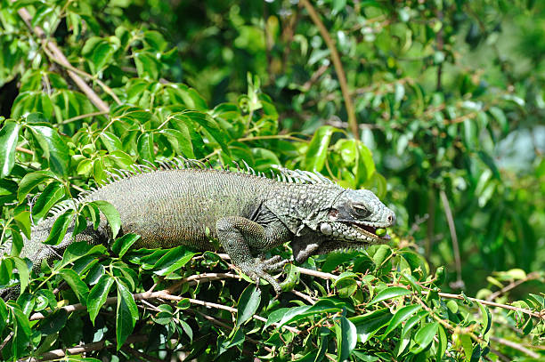 istock Green Iguana Eating Berry 183532686