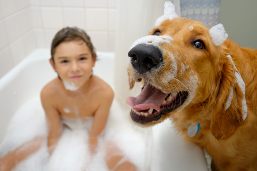 Golden retriever with suds on her face with boy in bath slightly out of focus