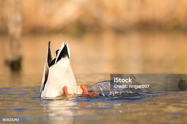 Diving Mallard Stock Photo - Download Image Now - Duck - Bird, Diving Into Water, Mallard Duck