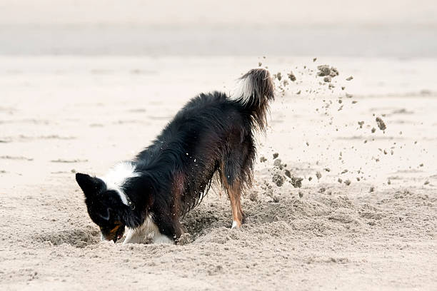 istock Border Collie digging in sand at the beach 183533405