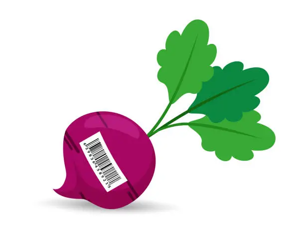 Vector illustration of Radiate and beetroot with barcode.