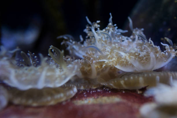Upside Down Jellyfish Cassiopea andromeda swim over sandy bottom Underwater shot,