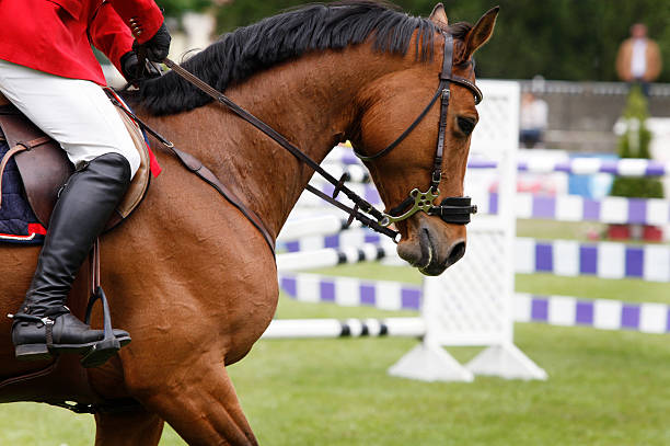 mostrar saltos de caballo - hurdle competition hurdling vitality fotografías e imágenes de stock