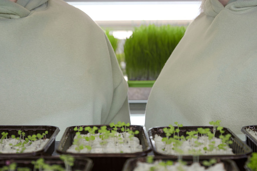 Trays with small sprouts of microgreens are placed on shelves in greenhouse