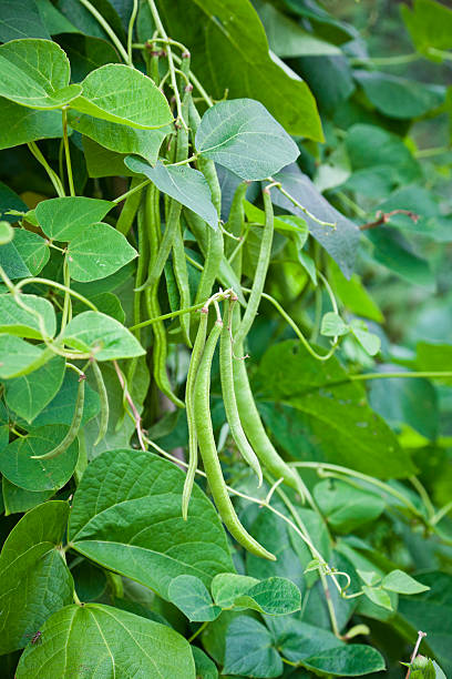 5,300+ Green Beans Garden Stock Photos, Pictures & Royalty-Free Images ...