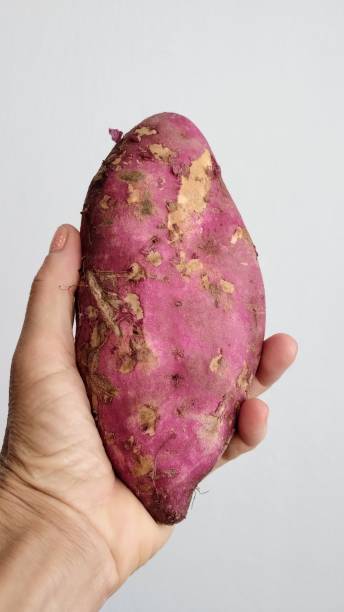 고구마 - raw potato human skin red pink 뉴스 사진 이미지