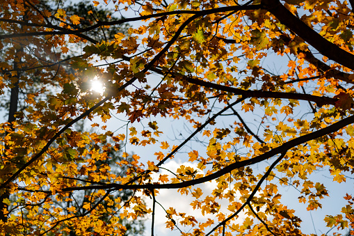 Trees against blue sky, silhouette of tree, trees background.