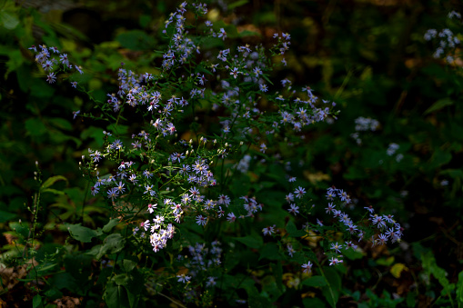 Buttermilk Falls State Park near Ithaca. Michaelmas daisies on the forest floor with a sunbeam highlighting some of the flowers.