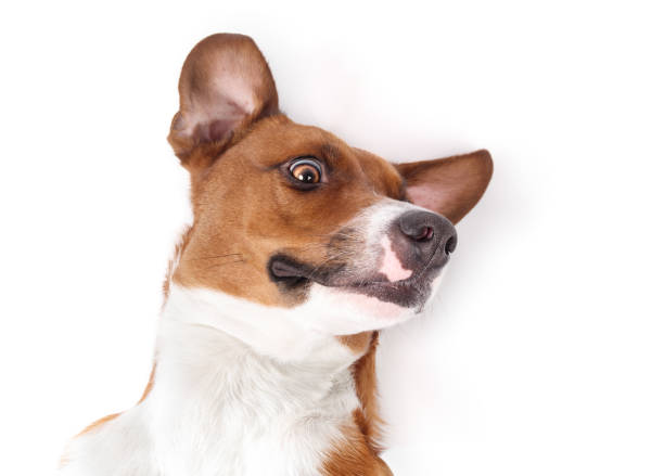 istock Isolated dog lying on back with silly face while looking at camera. 1835350925