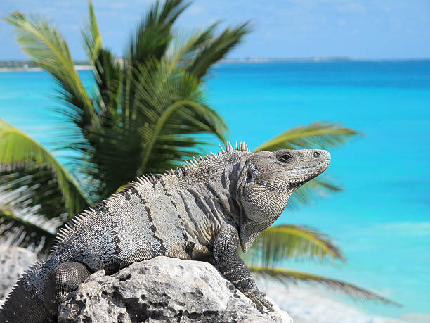 istock Cute iguana surveys the Caribbean Sea 183535309