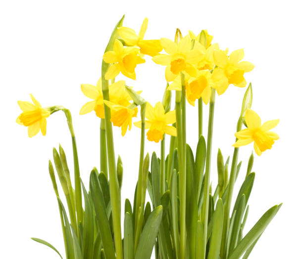 istock Several narcissus flowers in a white background 183535368