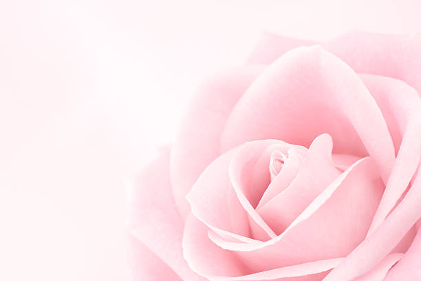 delicate pink rose - breekbaarheid fotos stockfoto's en -beelden