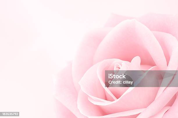 Delicate Pink Rose Stock Photo - Download Image Now - Rose - Flower, Pink Color, Close-up