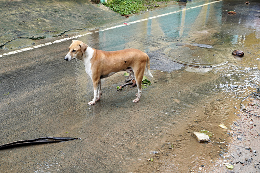 Poor dog looking for food in the streets with rain water draining.
