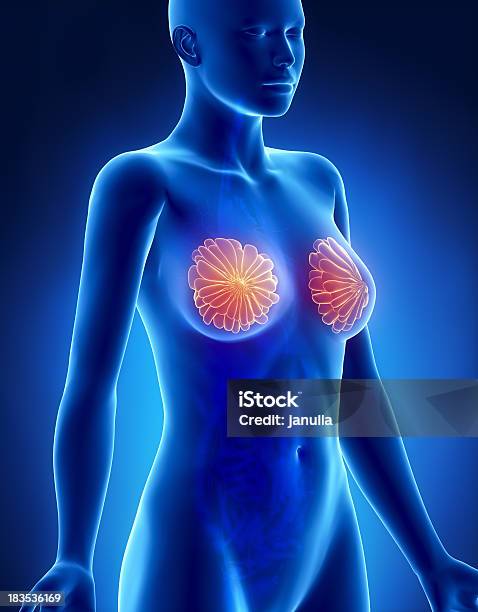 Женщина Грудное Анатомии Боковой Вид На Клетки — стоковые фотографии и другие картинки Женская грудь - Женская грудь, Анатомия, Синий