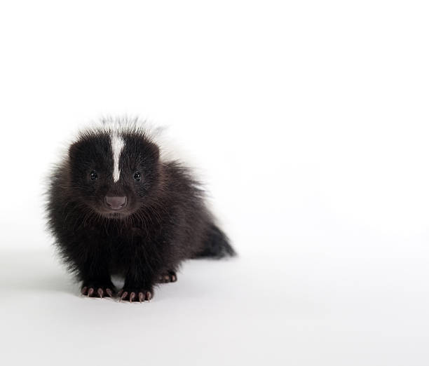 baby skunk on white - skunk stok fotoğraflar ve resimler