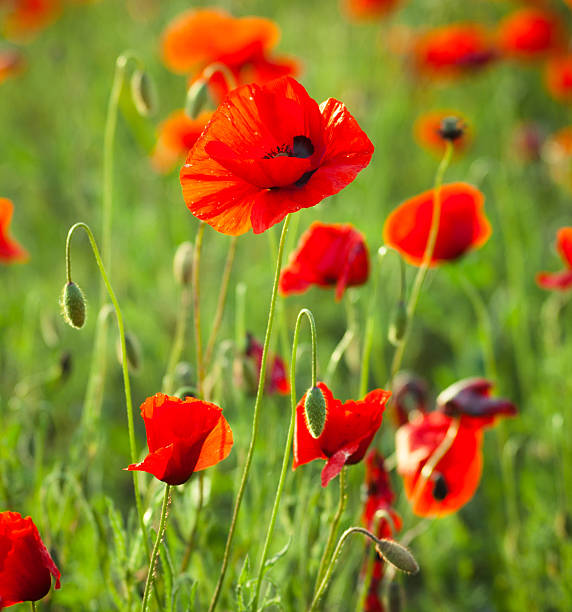 istock Poppy Landscape field 183537216