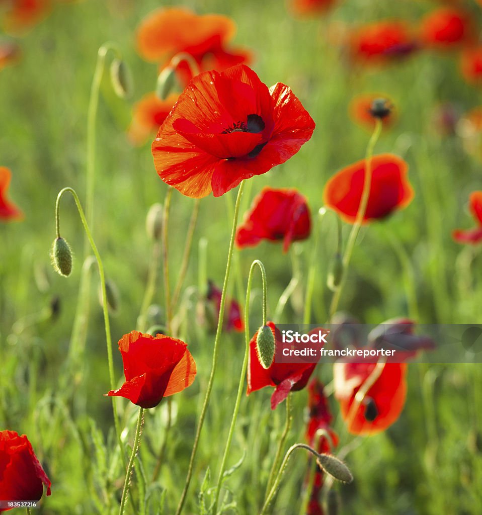 Poppy paisagem de campo - Foto de stock de Ajardinado royalty-free