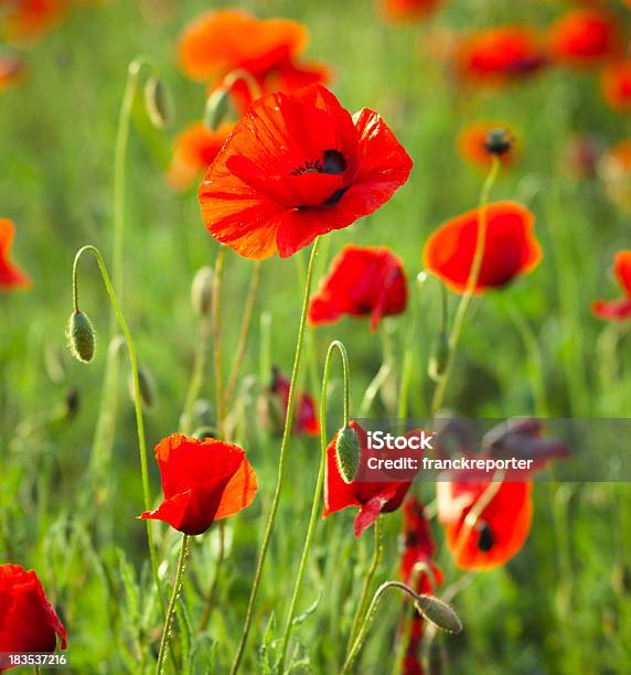 Foto de Poppy Paisagem De Campo e mais fotos de stock de Ajardinado - Ajardinado, Beleza, Beleza natural - Natureza