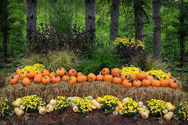 Autumn décor in a woodland setting.  Pumpkins, squash, gourds, chrysanthemums, hay, and juniper bushes arranged in a fall outdoor display.