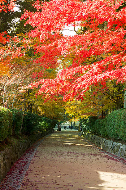 istock Red maple trees in autumn,  Koyasan, Japan 183537418