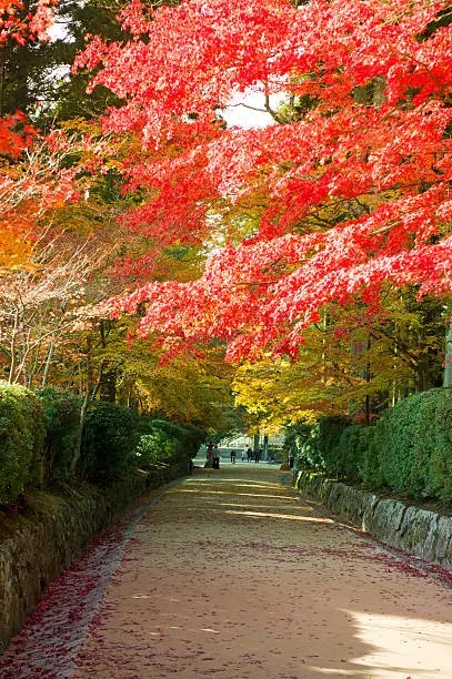 Footpath  with beautiful colored maple trees in autumn, Koyasan,Japan.