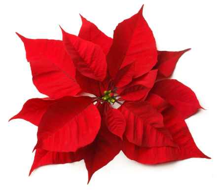 Christmas corner arrangement with pine twigs and poinsettia flowers isolated on white background