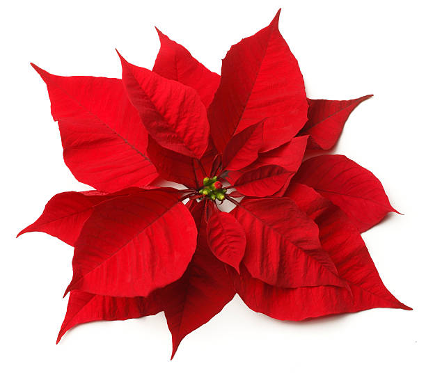 Poinsettia Close up of a poinsettia bract. poinsettia stock pictures, royalty-free photos & images
