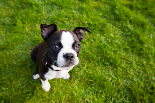 Boston terrier puppy sitting in grass.