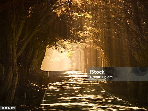 Árvore Forro Misty Estrada - Fotografias de stock e mais imagens de Baixo - Baixo, Estrada, Árvore