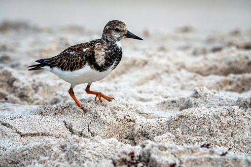 They are common birds along Central Florida's beaches during the cooler months of the year, usually near the water's edge.