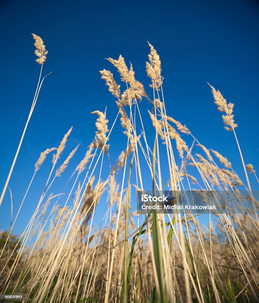 Relva - Royalty-free Agricultura Foto de stock