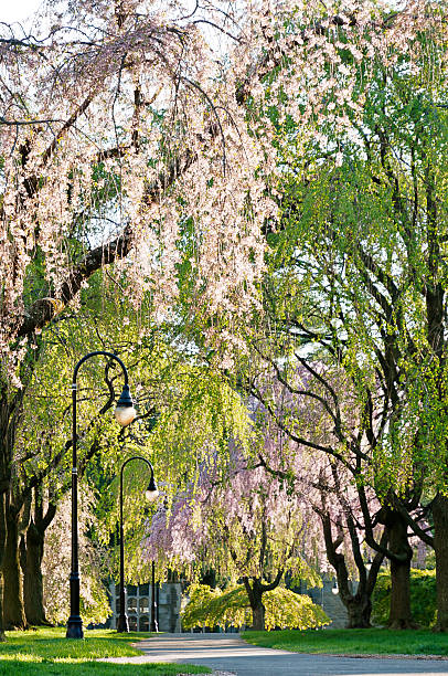 istock Spring on college campus in Pennsylvania - blooming cherry trees 183537947