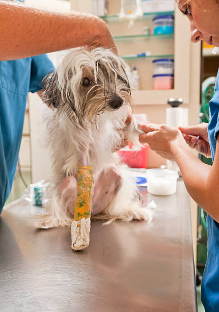 istock Chinese Crested Dog With Broken Leg Helped By Veterinarian 183538200