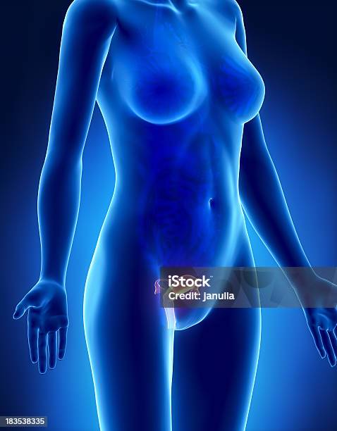여성 자궁 구조 X레이 레터럴 보기 난소에 대한 스톡 사진 및 기타 이미지 - 난소, X-레이, 엑스레이 이미지