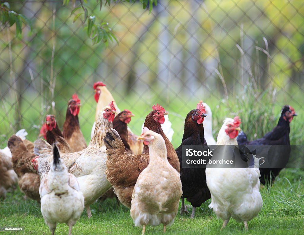 Gruppe von Hühner - Lizenzfrei Huhn - Geflügel Stock-Foto