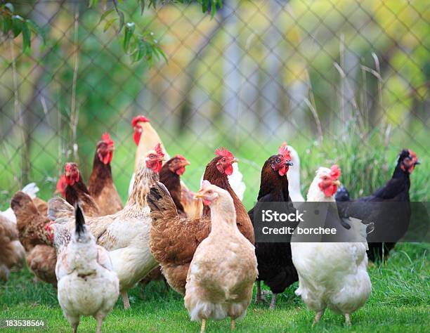 Gruppe Von Hühner Stockfoto und mehr Bilder von Huhn - Geflügel - Huhn - Geflügel, Weiß, Hähnchen