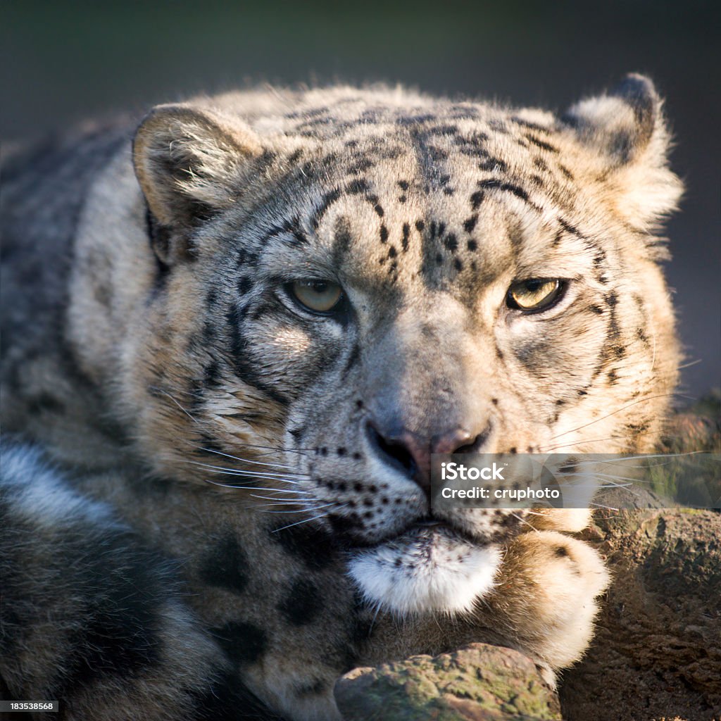 Gros plan portrait du léopard des neiges - Photo de Once libre de droits