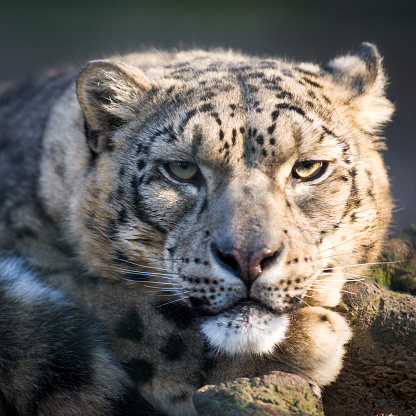 Snow leopard portrait with sunlight, shallow depth of field.