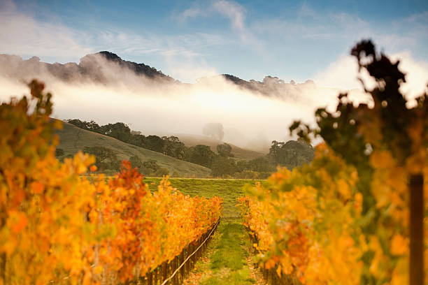 vignoble de raisin sur la vigne - vineyard napa valley field in a row photos et images de collection