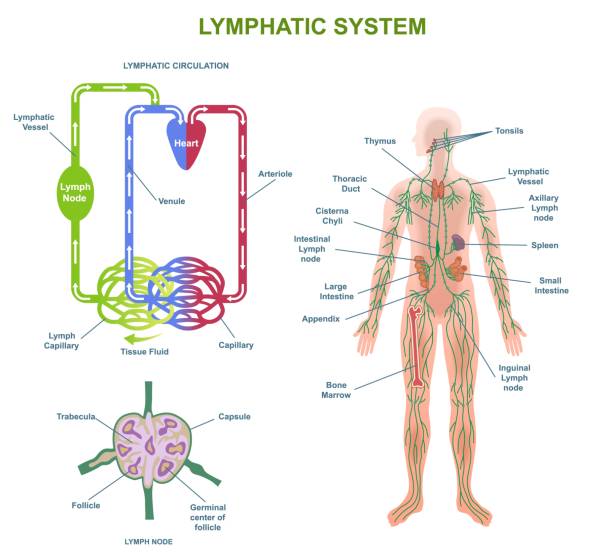 koncepcja wektora anatomii ludzkiego układu limfatycznego - układ limfatyczny stock illustrations