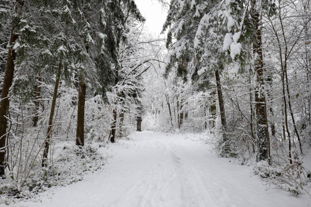 istock Snow covered forest scene. Tall trees, fresh snowfall, wide angle, footpath,  no people 1835391171