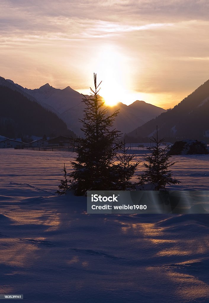 Kleines winter Baum in der warmen Sonne von violet - Lizenzfrei Abgeschiedenheit Stock-Foto