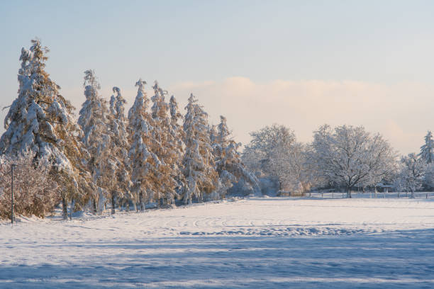 istock Snow covered public park scene with tall trees, no people 1835393288