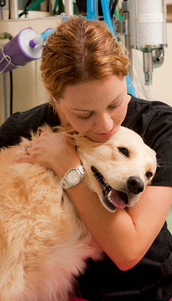 istock Veterinary Technician Comforts Golden Retriever in Animal Hospital 183539446