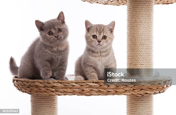 2 つの小さな英国ショートヘア Kittens - 飼い猫のストックフォトや画像を多数ご用意 - 飼い猫, カットアウト, プレーする