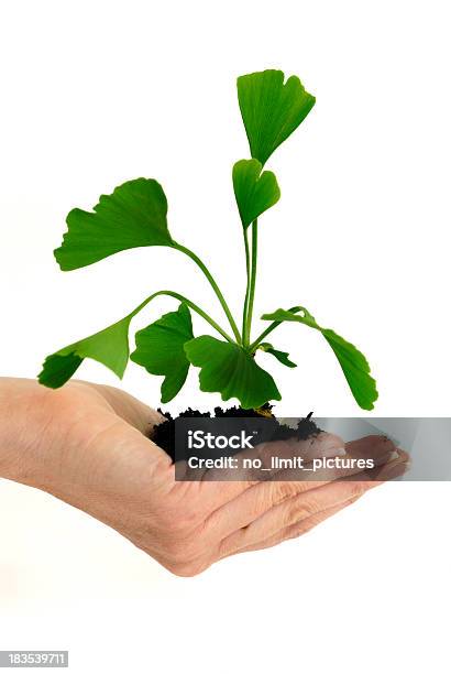 Ginko Blätter Stockfoto und mehr Bilder von Gingko - Gingko, Ginkgobaum, Kräutermedizin