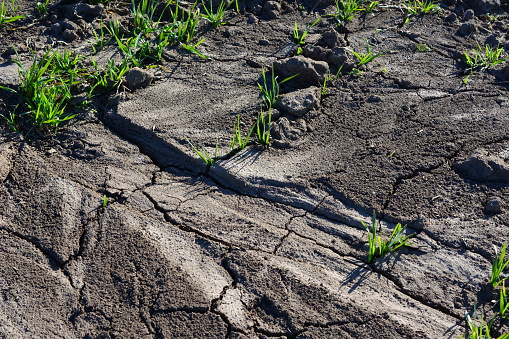 sample of dried soil with green plants and cracks isolated